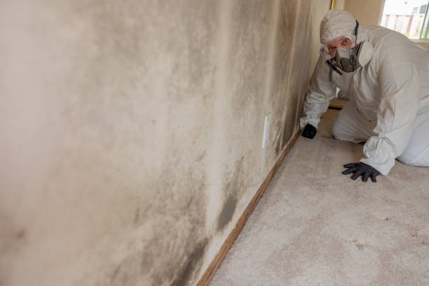 Mold Odor Removal Services in Zuni Pueblo, NM